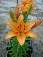 [1684 Puma DJ No01.JPG]